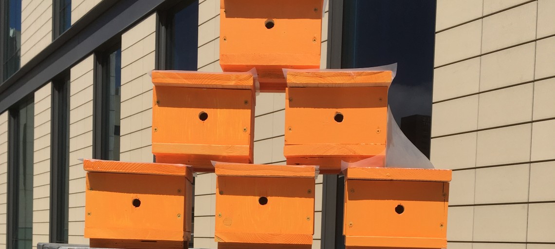 bee boxes outside Bow Valley College