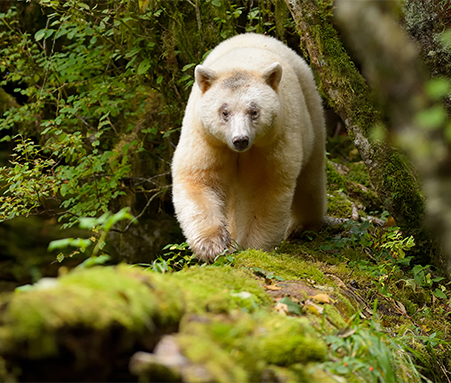 The Great Bear Rainforest Initiative